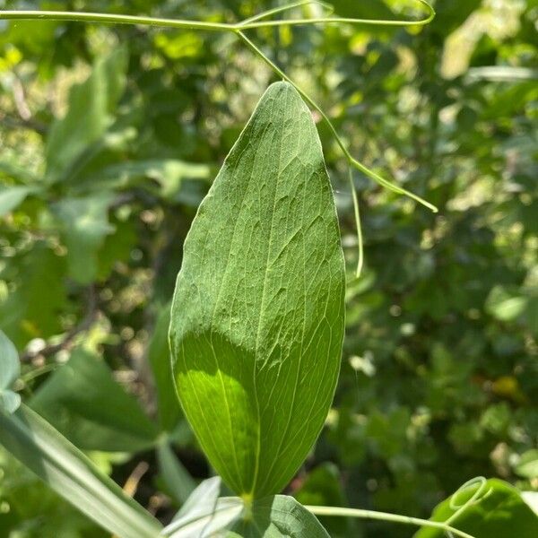 Lathyrus heterophyllus Frunză