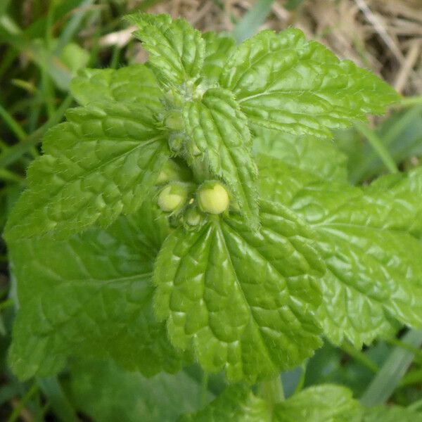 Lamium galeobdolon Deilen