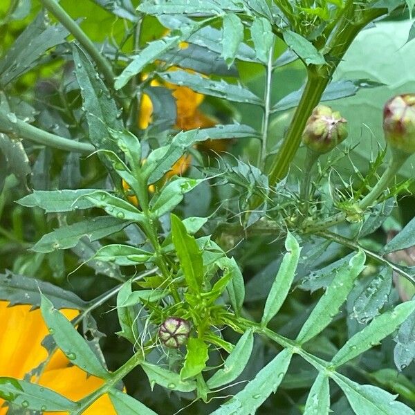 Tagetes tenuifolia 叶