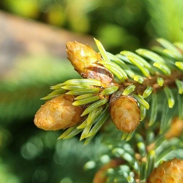 Picea orientalis Цветок