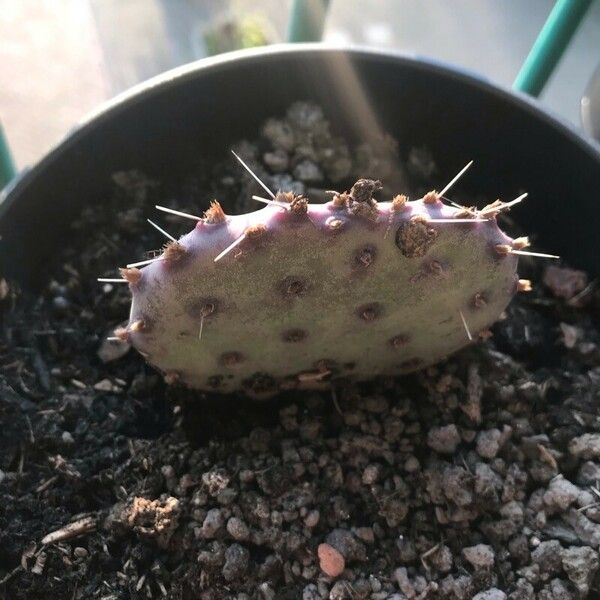 Opuntia macrocentra Leaf