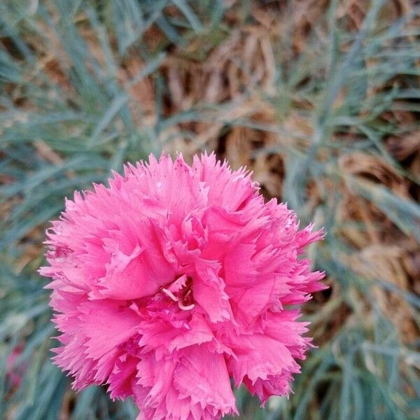 Dianthus caryophyllus Flower