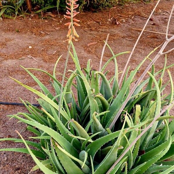 Aloe officinalis Natur