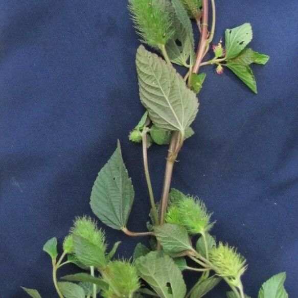 Acalypha arvensis Egyéb