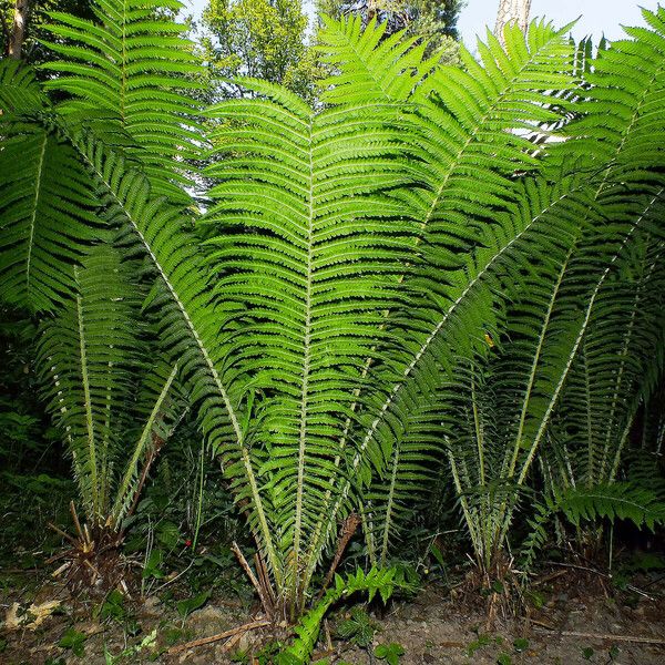 Onoclea struthiopteris Habit