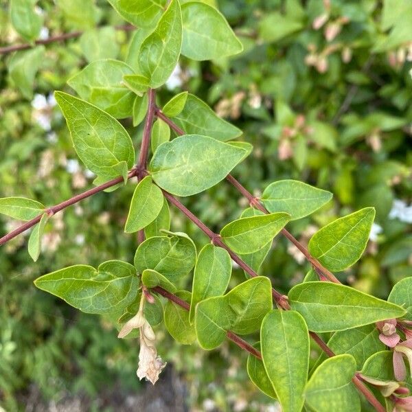 Vesalea grandifolia Leaf