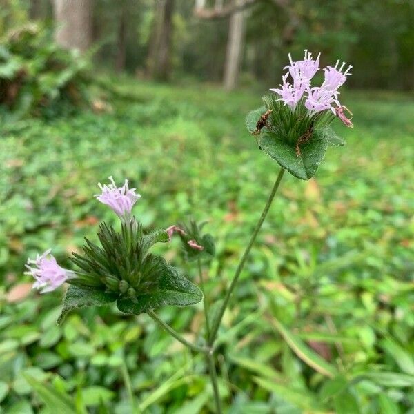 Elephantopus elatus 花