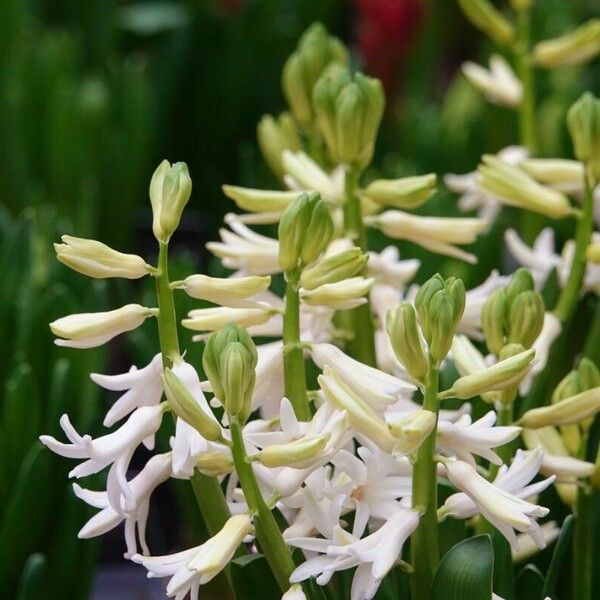 Hyacinthus orientalis Květ