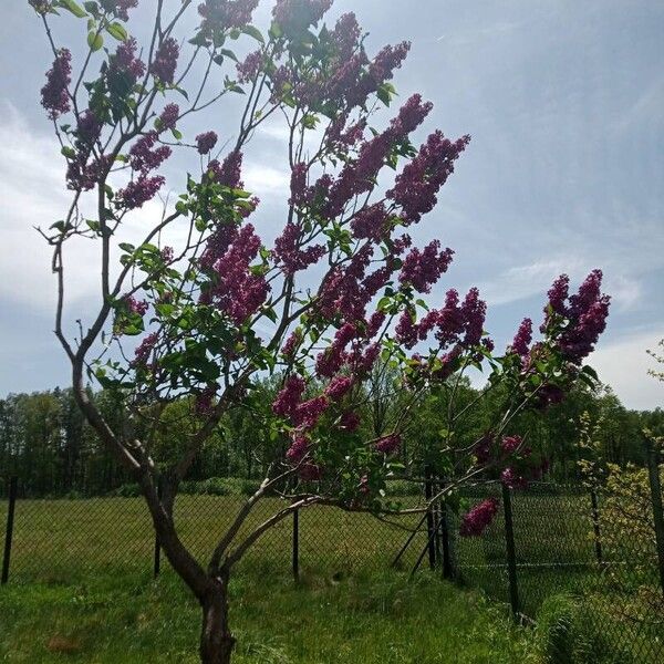 Syringa vulgaris Květ