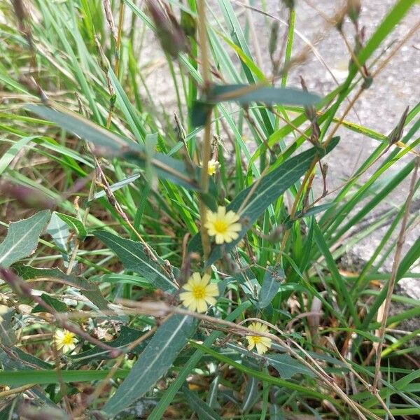 Lactuca saligna Flors