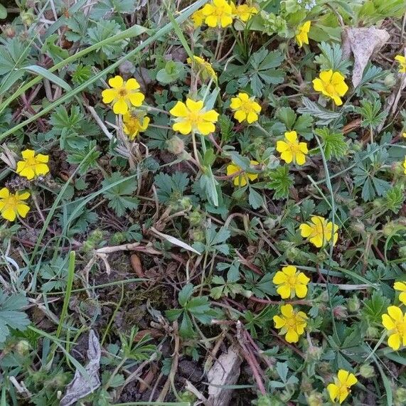 Potentilla verna Pokrój