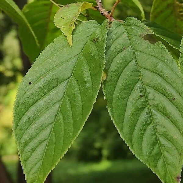 Prunus campanulata Лист