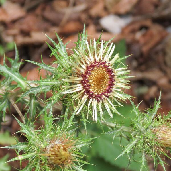 Carlina vulgaris Flower
