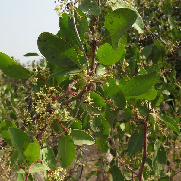 Gymnosporia senegalensis Leaf