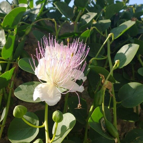 Capparis spinosa Žiedas