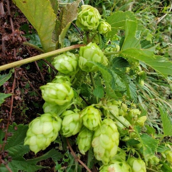 Humulus lupulus Fruit