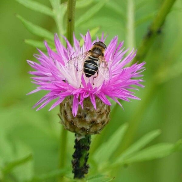 Centaurea nigra Blomst