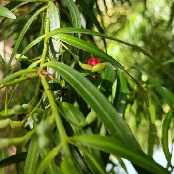 Podocarpus salignus ᱥᱟᱠᱟᱢ