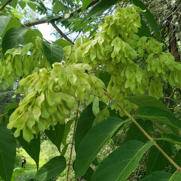 Ailanthus altissima Fruit