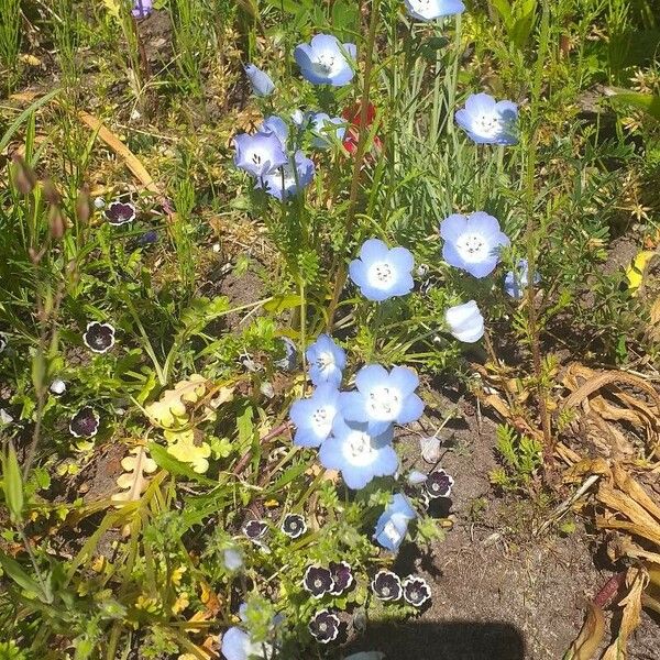 Nemophila menziesii Virág