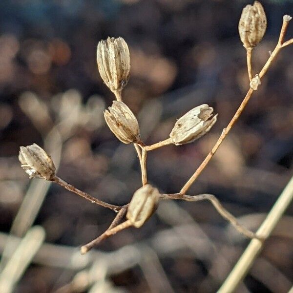 Lapsana communis Fruit