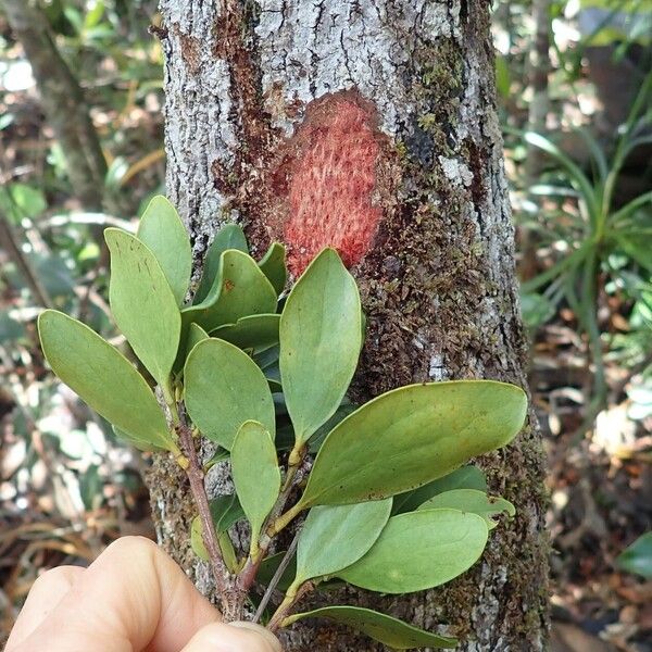 Stenocarpus comptonii Alkat (teljes növény)