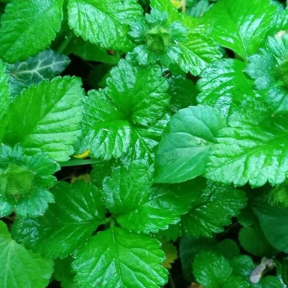 Potentilla indica Fuelha