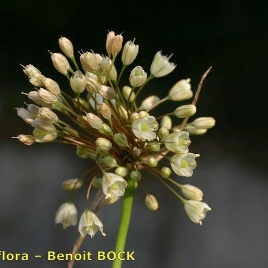 Allium pallens Flower