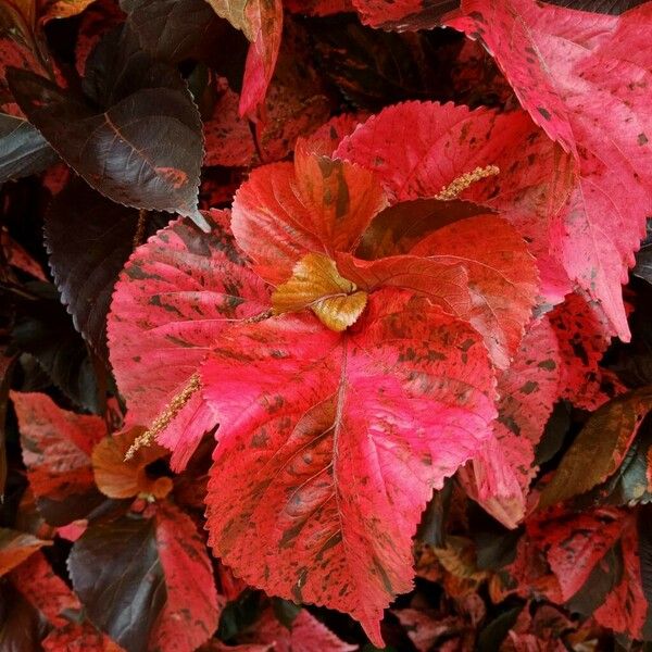 Acalypha wilkesiana Folla