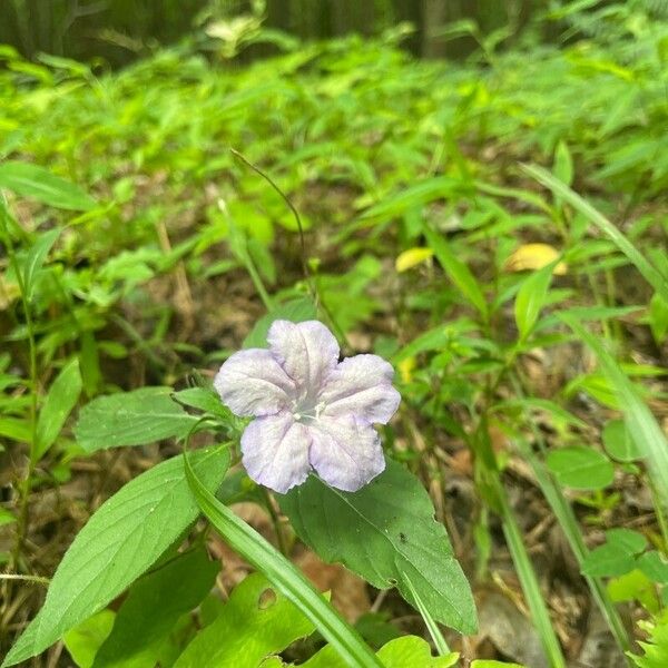 Ruellia strepens Flower