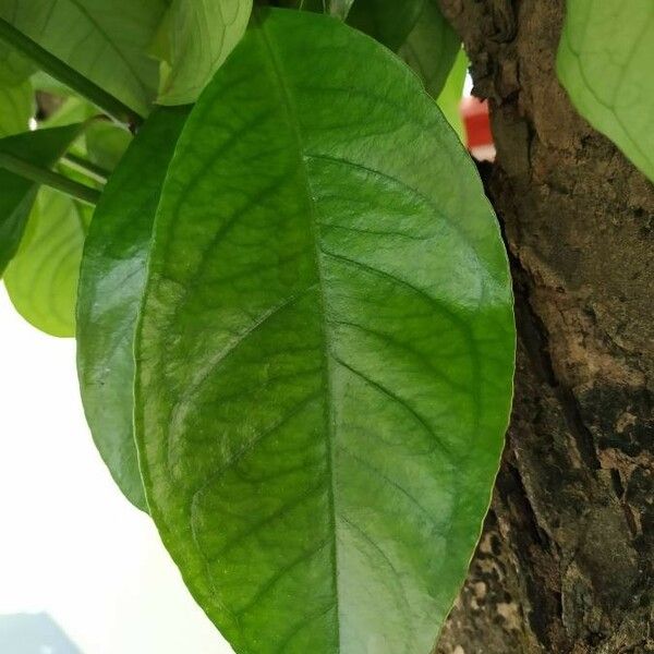 Syzygium malaccense Leaf