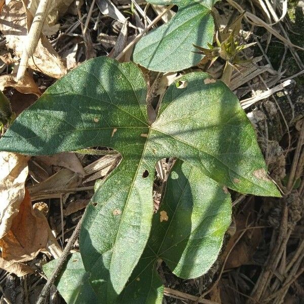 Ipomoea indica Leaf