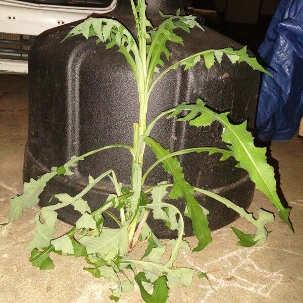 Lactuca canadensis Blad