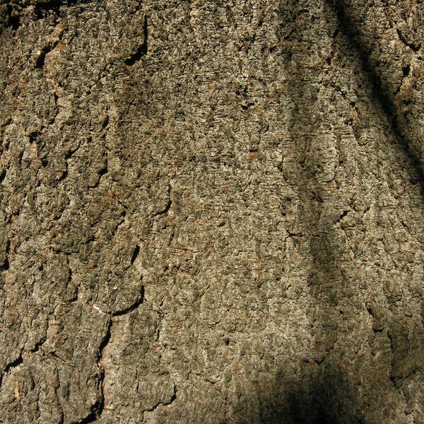 Abies cilicica Casca