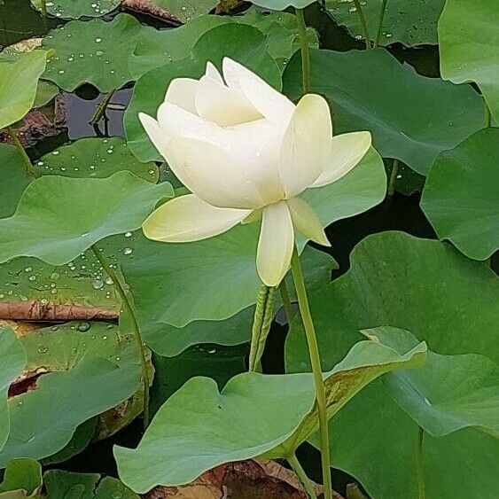 Nelumbo nucifera 花