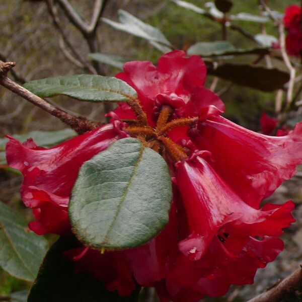 Rhododendron beanianum Цвят