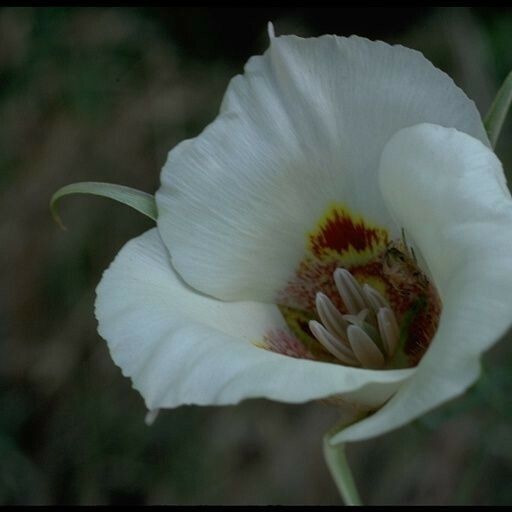 Calochortus venustus Flor