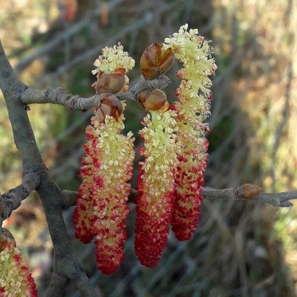 Populus nigra Квітка