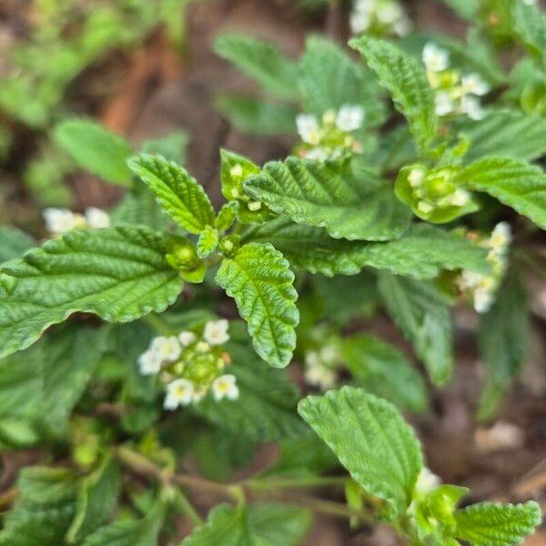 Lippia javanica Floro