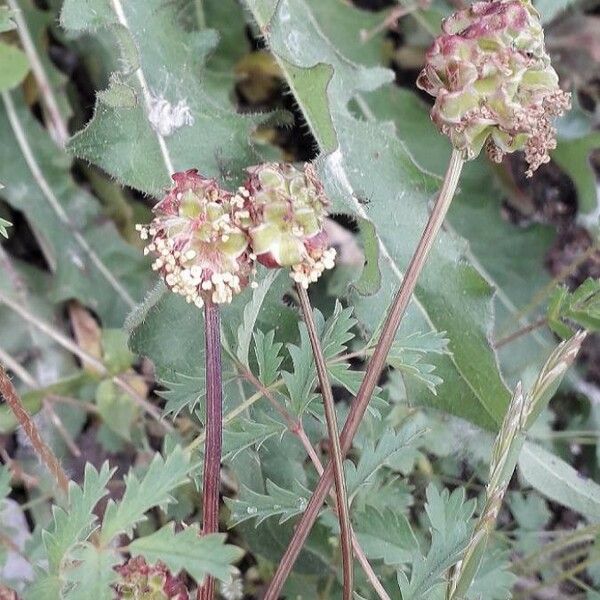 Sanguisorba minor Kwiat