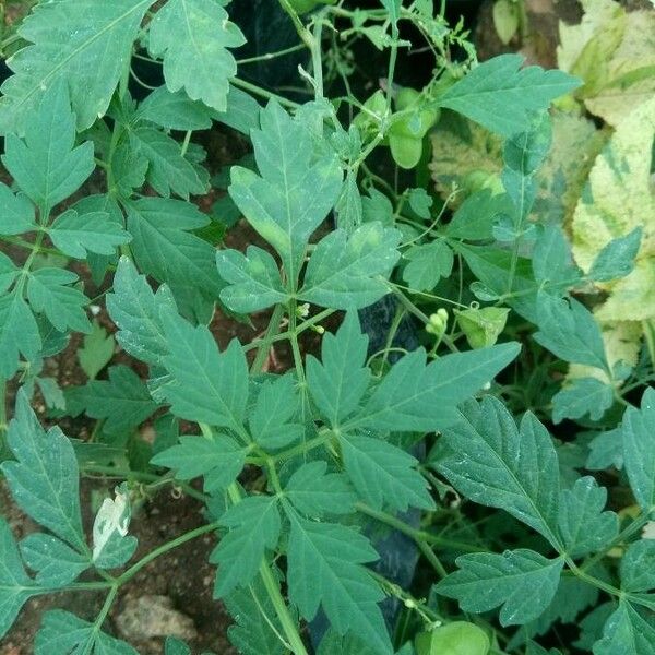 Cardiospermum halicacabum Leaf