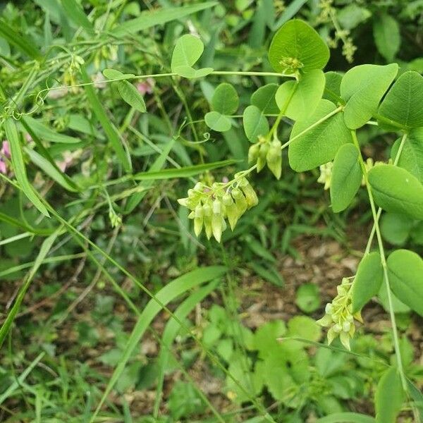 Vicia pisiformis Žiedas