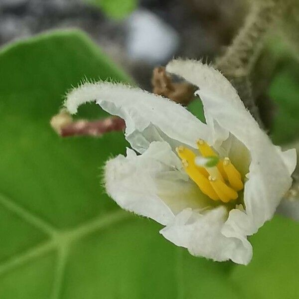 Solanum violaceum 花