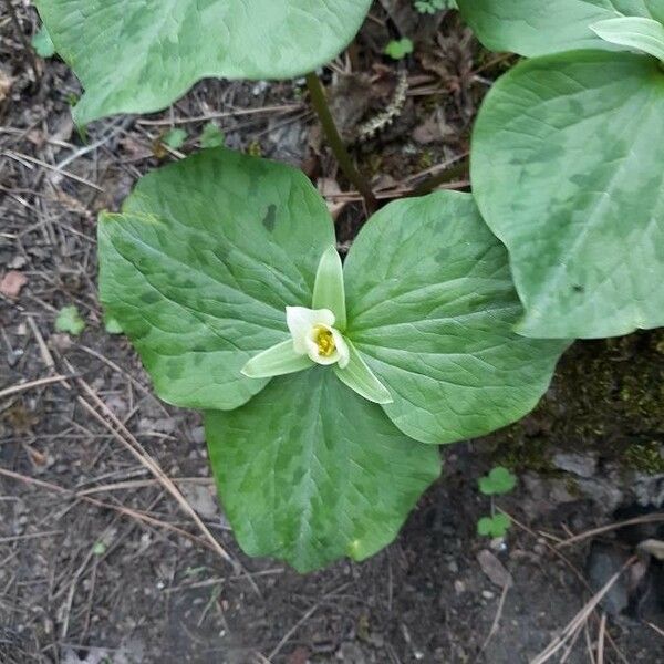 Trillium ovatum Blüte