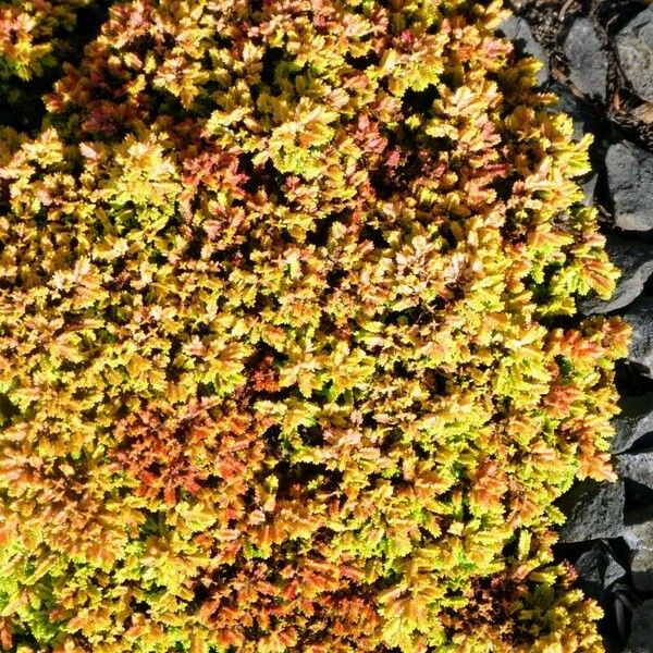 Calluna vulgaris Blatt