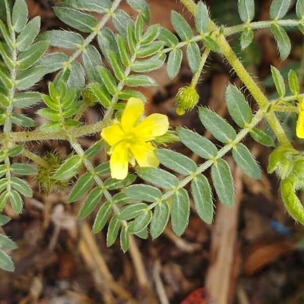 Tribulus terrestris Foglia