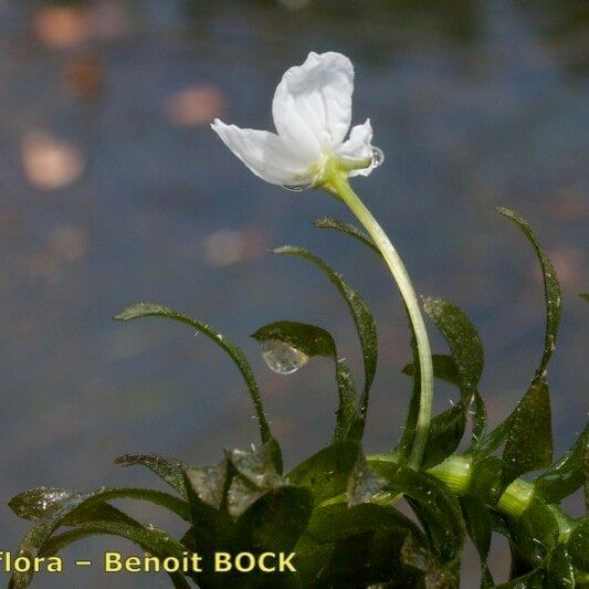 Elodea densa Other