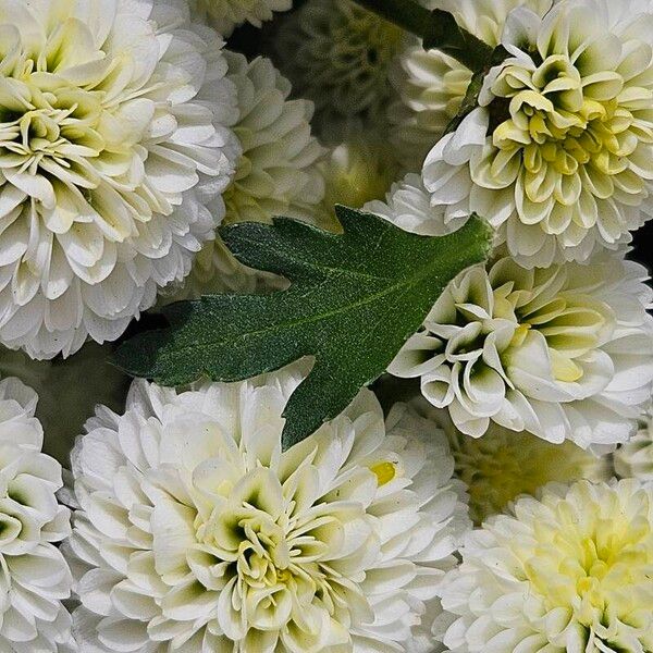 Chrysanthemum indicum Liść