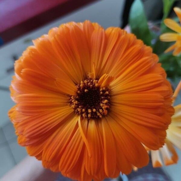 Calendula officinalis Flor