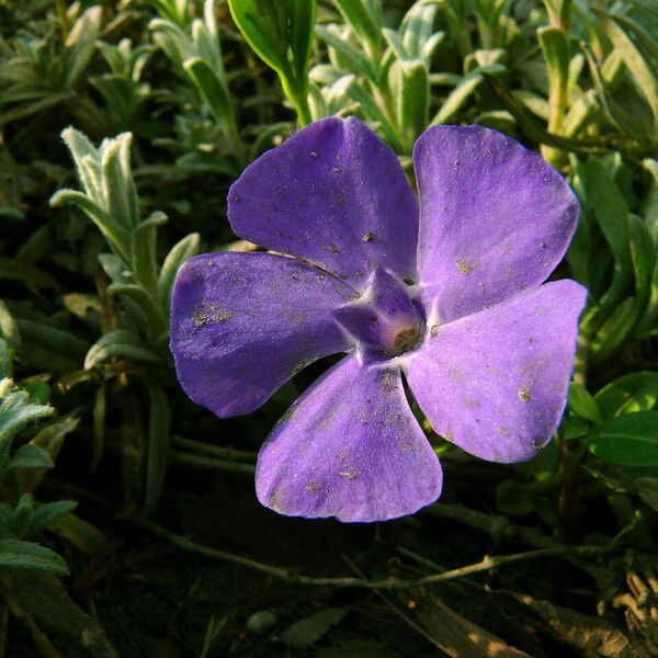 Vinca minor Flower